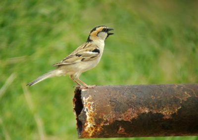 Birding tour Mongolia 2015 | Saxaul Sparrow