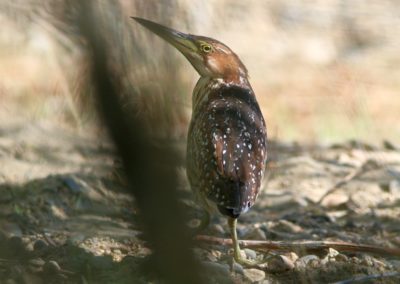 Birding tour Mongolia | Schrenk\'s Bittern