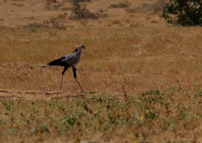 Birding tour Ethiopia 2015