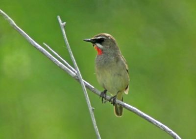 Birding tour Mongolia 2015 | Siberian Rubythroat