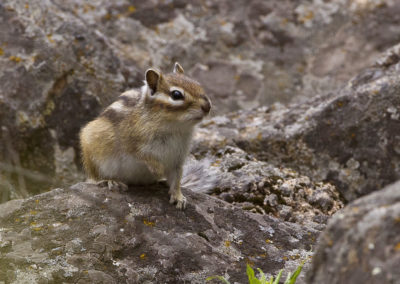 Siberian Chipmunk Eutamias sibiricus by John Oates | Birding tours Mongolia