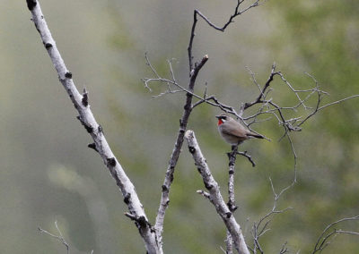 Siberian Rubythroat (Luscinia calliope) by John Oates | Birding tours Mongolia