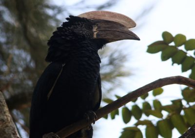 Birding tour Ethiopia 2015