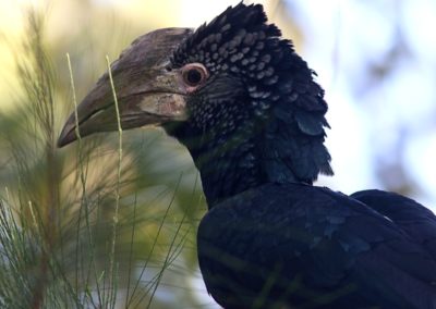 Birding tour Ethiopia 2015