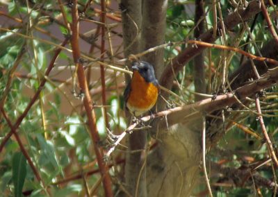 Birding tour Mongolia 2015 | Slaty-backed Flycatcher