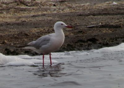 Slender-billed Gull (Chroicocephalus genei) | Birding tour Ukraine