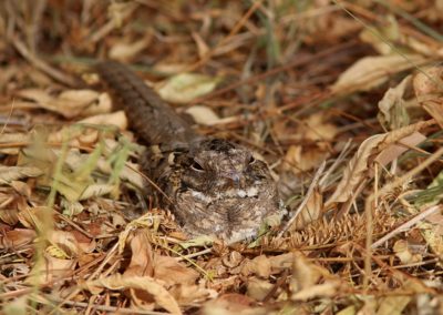 Birding tour Ethiopia 2015