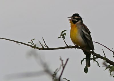 Birding tour Ethiopia 2015