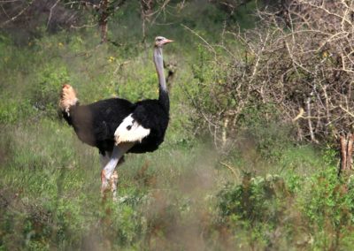 Birding tour Ethiopia 2015