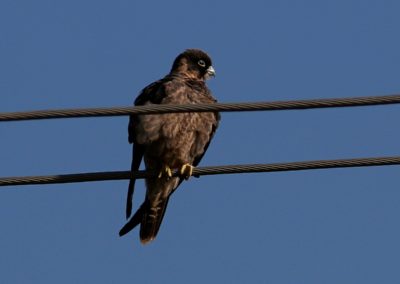 Birding tour Ethiopia 2015