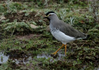 Birding tour Ethiopia 2015