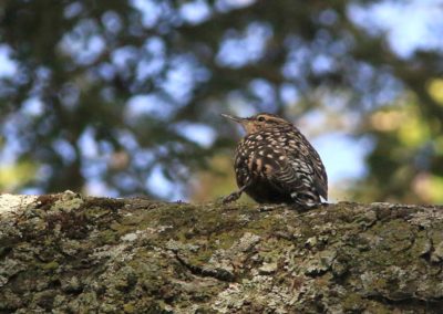 Birding tour Ethiopia 2015