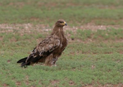 Birding tour Mongolia | Steppe Eagle