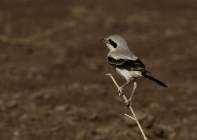Birding tour Ethiopia 2015