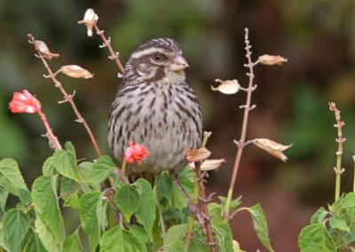 Streaky Seedeater (Serinus striolatus)| Birding tour Ethiopia 2014
