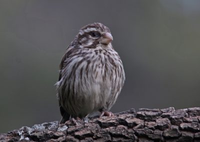 Streaky Seedeater (Serinus striolatus)| Birding tour Ethiopia 2014