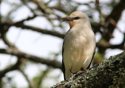 Birding tour Ethiopia 2015