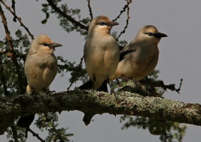Birding tour Ethiopia 2015