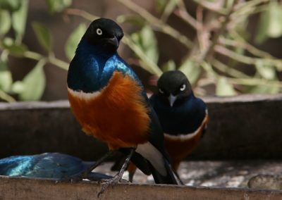 Birding tour Ethiopia 2015