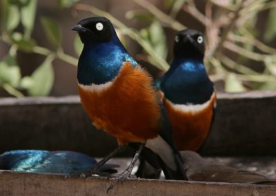 Birding tour Ethiopia 2015