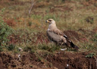 Birding tour Ethiopia 2015