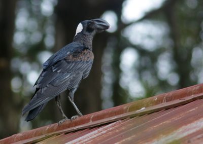 Birding tour Ethiopia 2015