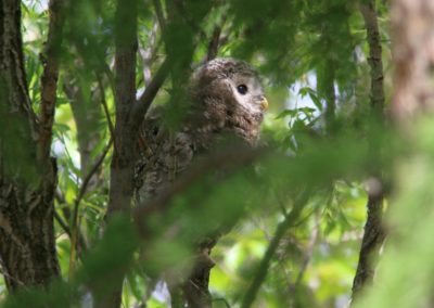 Birding tour Mongolia | Ural Owl