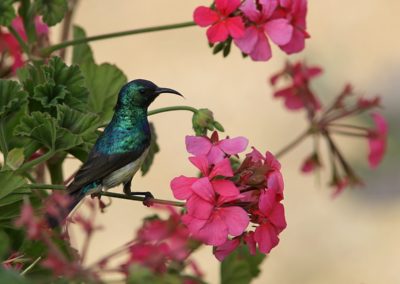 Birding tour Ethiopia 2015