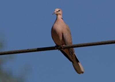 Birding tour Ethiopia 2015