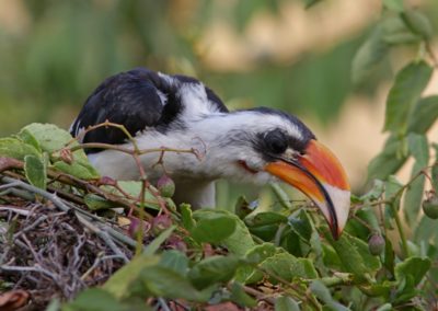 Male Von der Decken\'s Hornbill (Tockus deckeni)| Birding tour Ethiopia 2014
