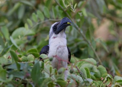 Female Von der Decken\'s Hornbill (Tockus deckeni)| Birding tour Ethiopia 2014