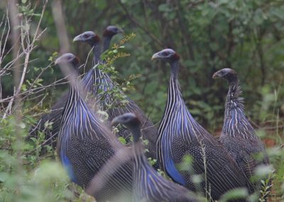 Birding tour Ethiopia 2015