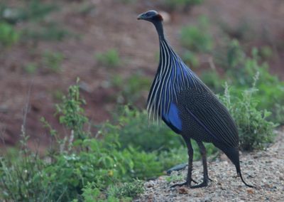Birding tour Ethiopia 2015