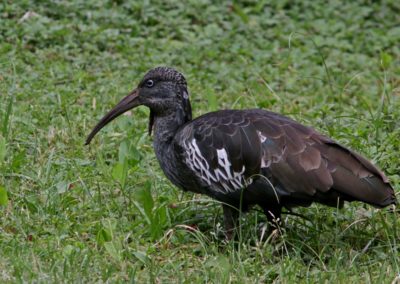 Wattled Ibis (Bostrychia carunculata)| Birding tour Ethiopia 2014