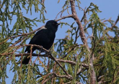 Birding tour Ethiopia 2015