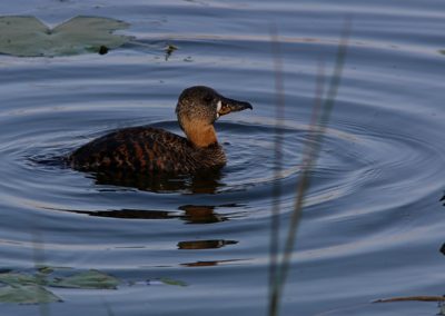 Birding tour Ethiopia 2015