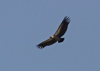 Birding tour Ethiopia 2015