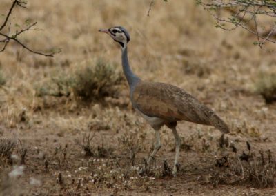 White-bellied Bustard (Eupodotis senegalensis)| Birding tour Ethiopia 2014