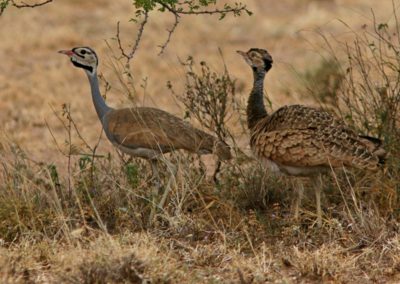 White-bellied Bustard (Eupodotis senegalensis)| Birding tour Ethiopia 2014