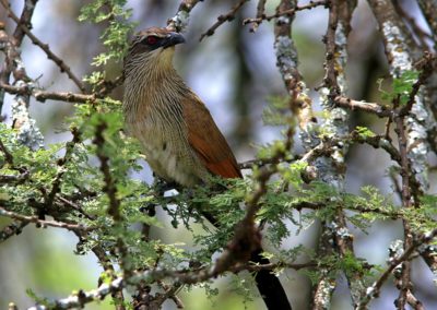 Birding tour Ethiopia 2015