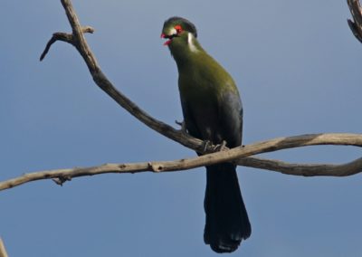 Birding tour Ethiopia 2015