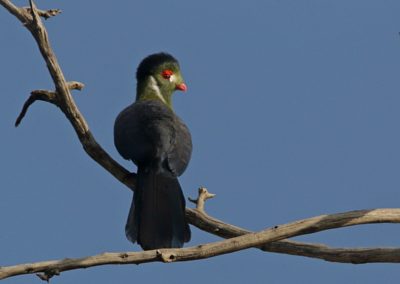 Birding tour Ethiopia 2015