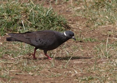 Birding tour Ethiopia 2015