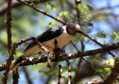 Birding tour Ethiopia 2015