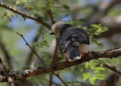 Birding tour Ethiopia 2015