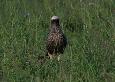 Birding tour Ethiopia 2015