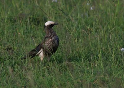 Birding tour Ethiopia 2015