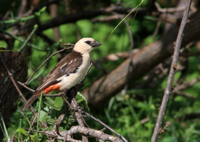 Birding tour Ethiopia 2015