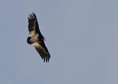 Birding tour Ethiopia 2015