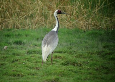 Birding tour Mongolia 2015 | White-naped Crane